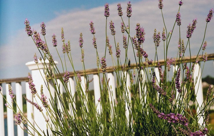 Chatham, Cape Cod, MA